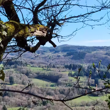 Forêt et sentier de la randonnée de la Lauze à La Salvetat-sur-Agout